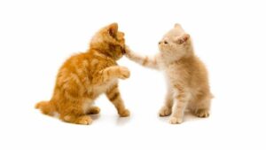Read more about the article ประโยชน์ของกระดิ่งน้องแมว ช่วยลดการตีกันได้ไหม?