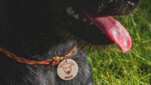 Read more about the article ปลอกคอสุนัขคุณภาพดี กับคุณภาพถูก แตกต่างกันอย่างไร