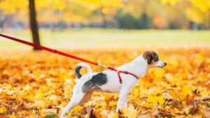 Read more about the article วิธีใส่สายรัดอกสุนัขที่ถูกต้องปลอดภัย ต้องทำอย่างไรบ้าง